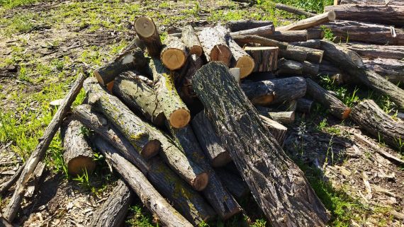 Špalky a zbytky dřeva připravené jako levné palivo